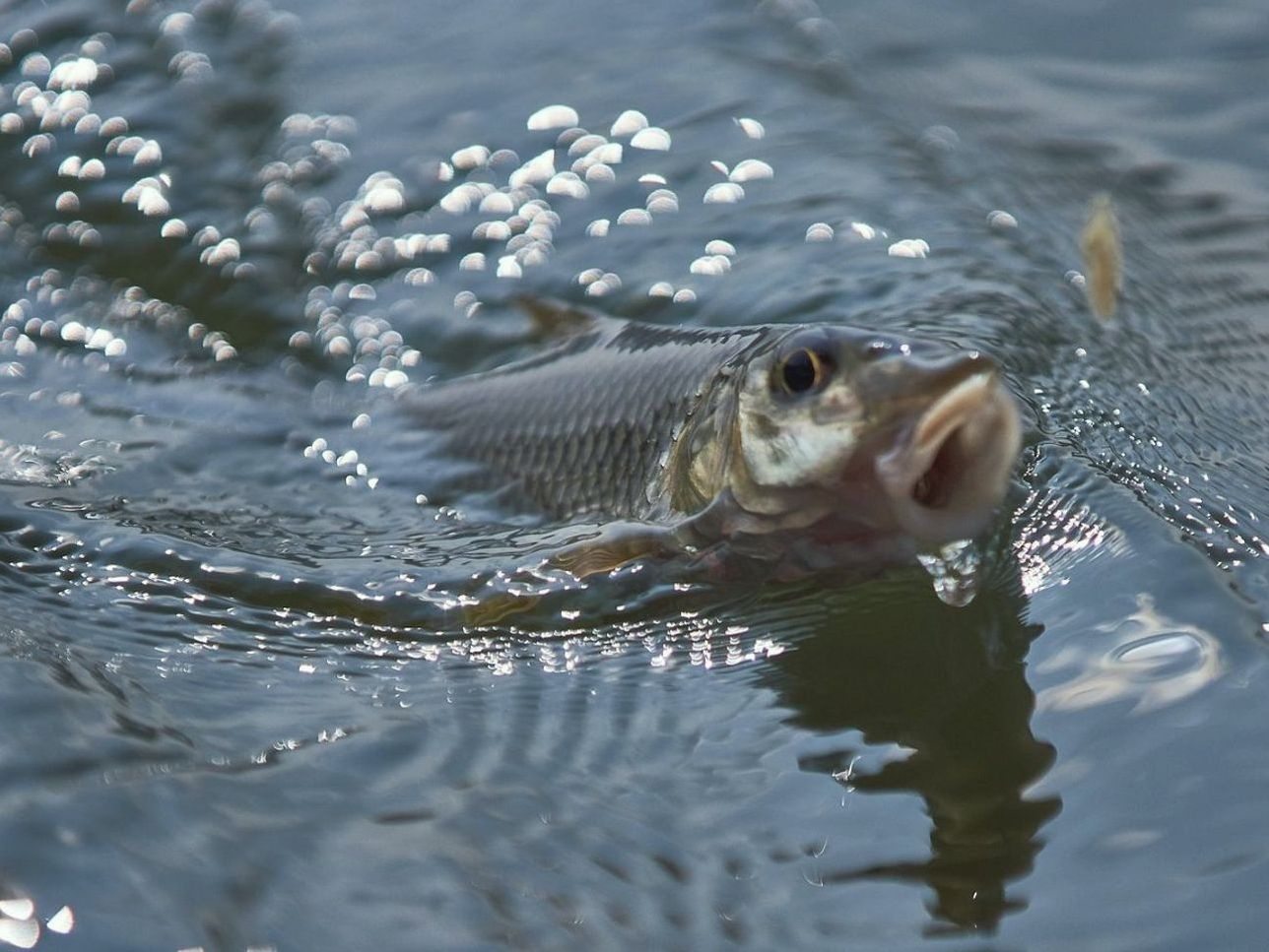 Orilla del río segura